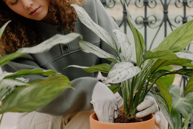 Cinq plantes discrètes que les jardiniers regrettent d'avoir oubliées