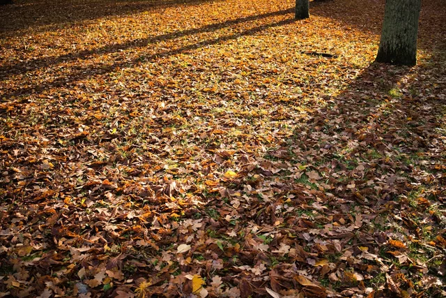 木漏れ日 - komorebi, la lumière qui filtre à travers les feuilles